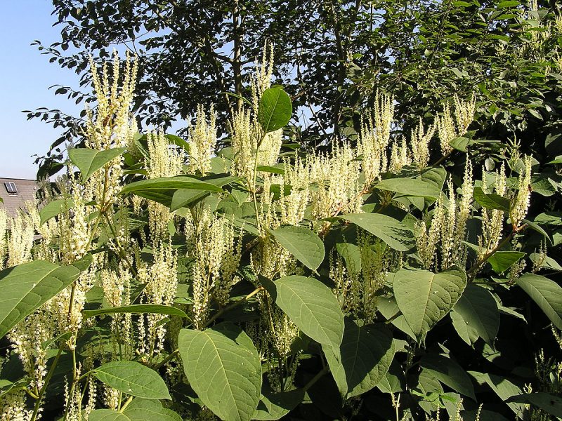 Invasive Plants Japanese Knotweed Kalamazoo Garden Council