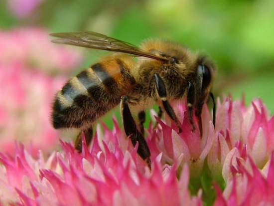 Pollinators – Mason Bee :: Kalamazoo Garden Council