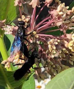 Photography by member Kathy Kienle. Image used with her permission.