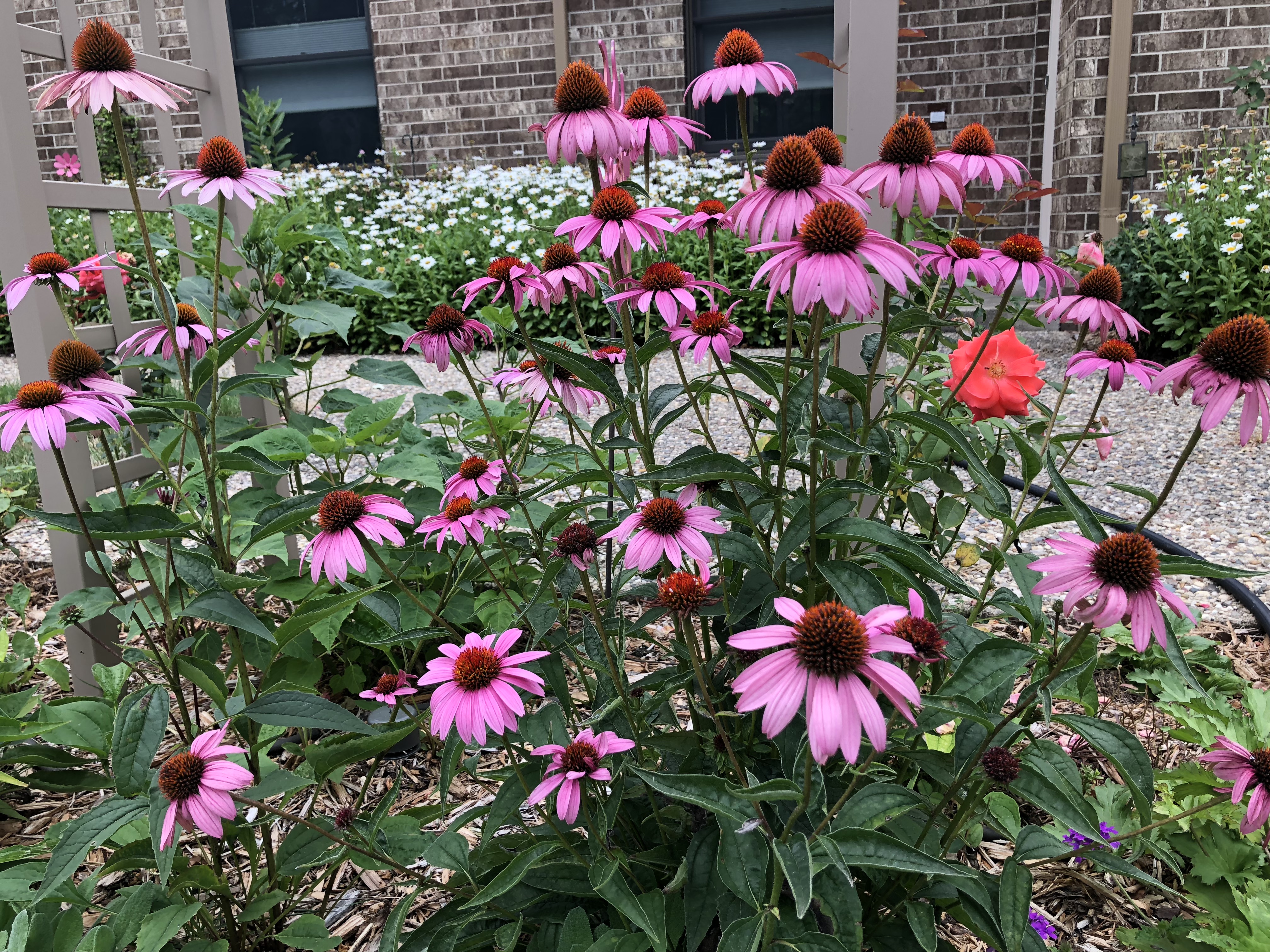 Michigan Gardening :: Kalamazoo Garden Council