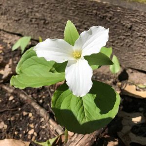 Trillium: A protected species in Michigan