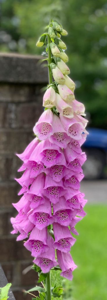 Foxglove - photographed by Kathy Kienle