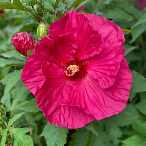 Hibiscus - photographed by Kathy Kienle