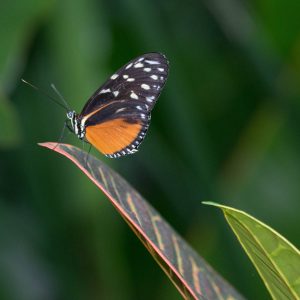 Butterfly-photographed by Kathy Kienle