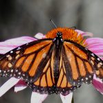 Photography by member Pat Pawlak. Image used with her permission.