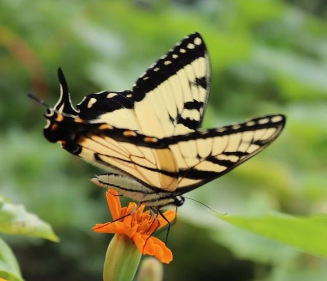 Photography by member Pat Pawlak. Image used with her permission.