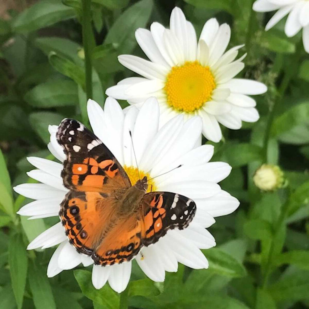 Daisies with Butterfly image by Kathy Kienle