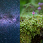The underground fungal network on Earth is as large as the Milky Way in the Universe.