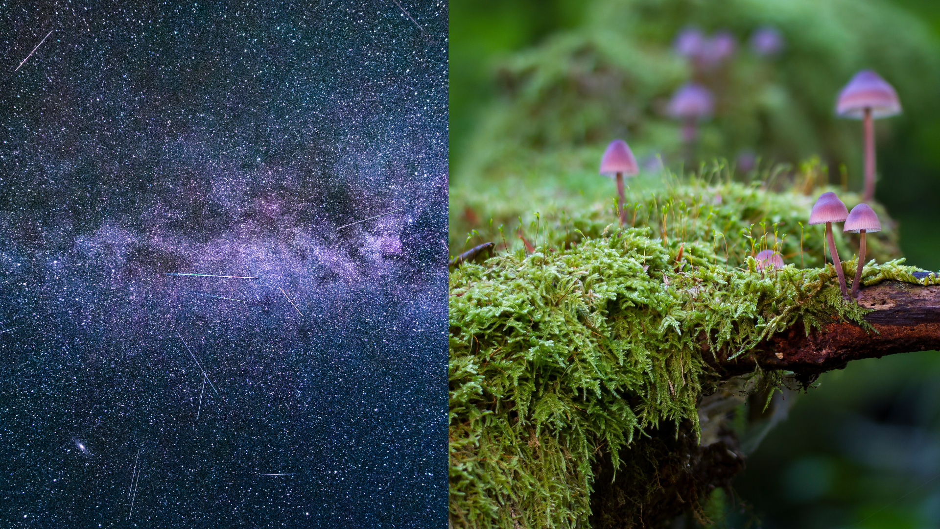 The underground fungal network on Earth is as large as the Milky Way in the Universe.
