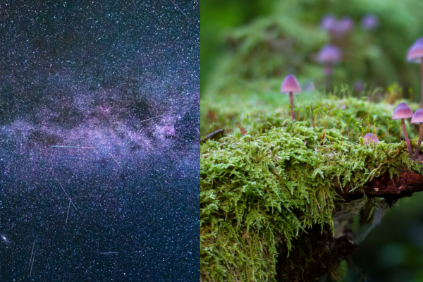 The underground fungal network on Earth is as large as the Milky Way in the Universe.
