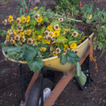 A wheelbarrow full of spend blooms and plants to be divided is a joy for a gardener and for all those who will get a new plant next spring
