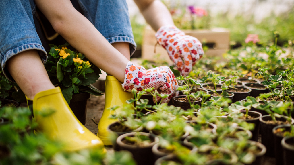 Dividing your perennials is often necessary to retain them in your garden. It's also a wonderful way to have plants to give to friends and neighbors