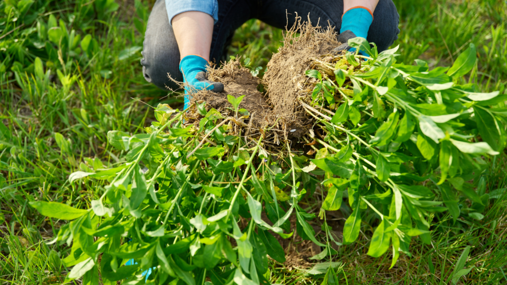 Dividing phlox in fall requires cutting off almost all the aboveground foliage - leaving a small amount for photosynthesis - so the plant can develop a strong root system before winter sets in.