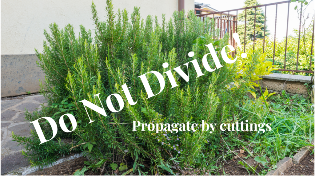 Rosemary should never be divided. You will kill the plant. If a plant gets too big for its space take cuttings and start a new plant.