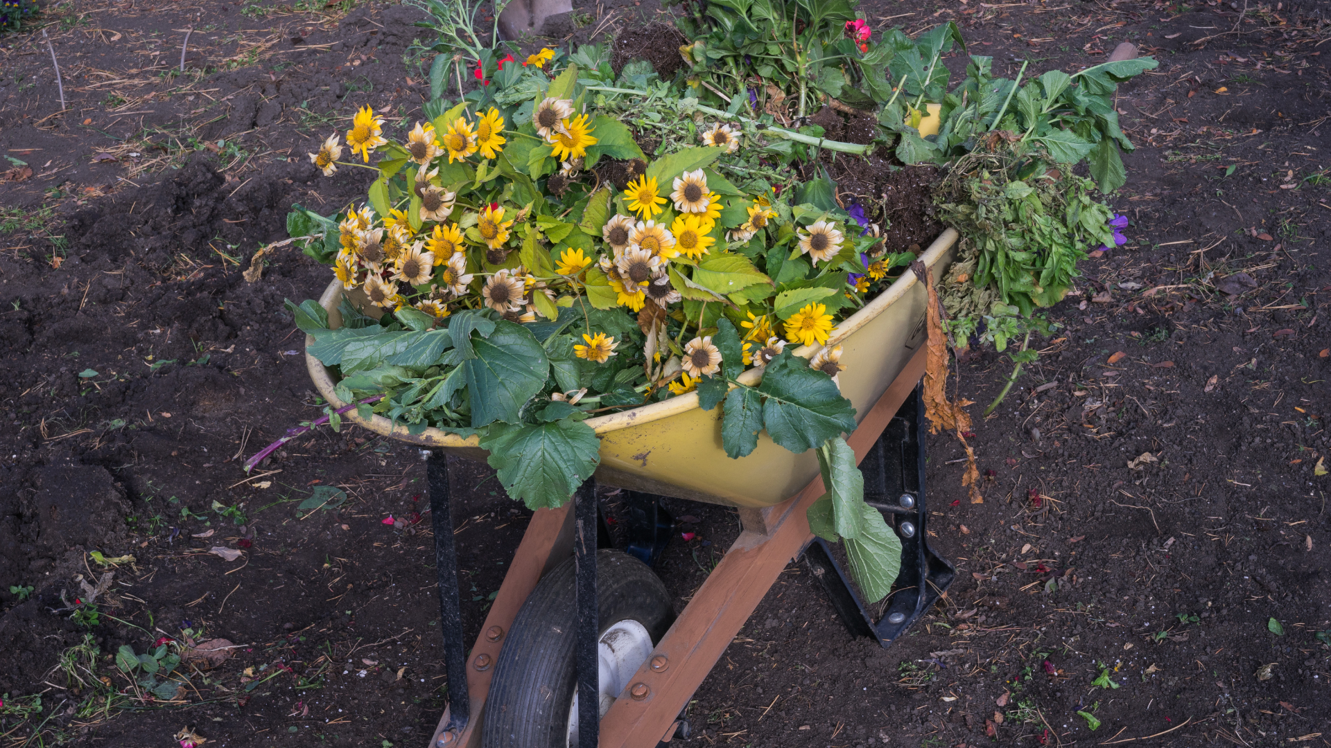 A wheelbarrow full of spend blooms and plants to be divided is a joy for a gardener and for all those who will get a new plant next spring