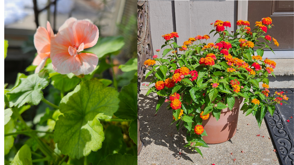 KGC plant images