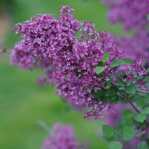 Boomerang lilacs are being planted at the Kalamazoo Garden Council House in memory of deceased members.