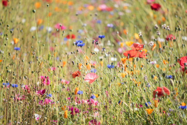 wildflowers in a meadow are only one way women have beatified their communities over the decades.