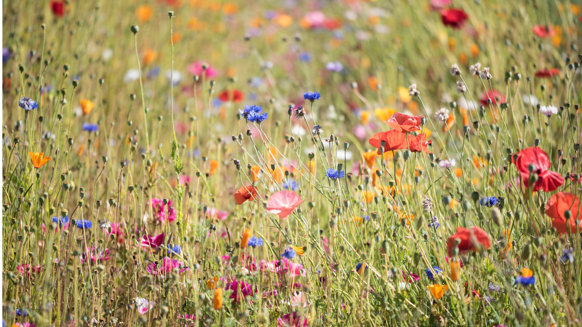 wildflowers in a meadow are only one way women have beatified their communities over the decades.