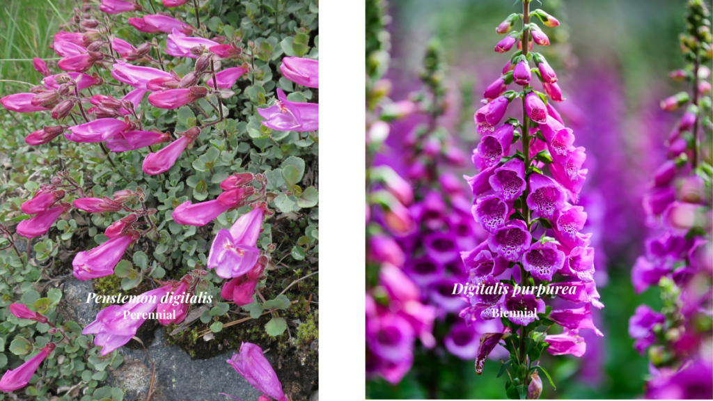 Penstemon and foxglove look alike from a distance, but good plant identification and you can determine the perennial penstemon from the biennial foxglove