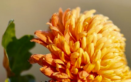 Mum